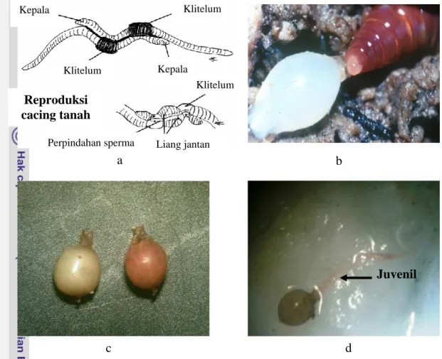 Gambar 2 Reproduksi cacing tanah (a), pembentukan kokon (b), perkembangan  kokon (c), dan penetasan kokon menjadi juvenil (d)