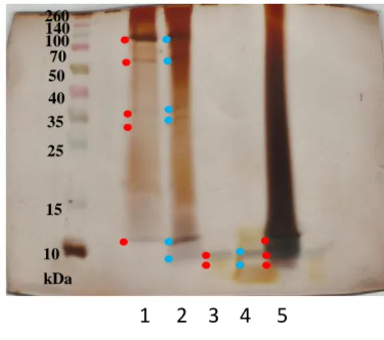 Gambar 12 Hasil SDS PAGE dengan separating gel 12,5% dan stacking gel 4%. 