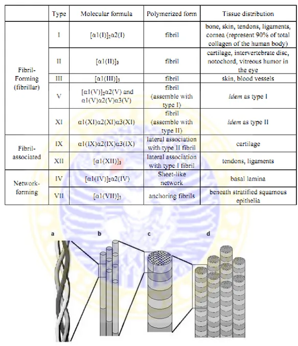Tabel 2.3.    Beberapa  Tipe Kolagen,  Bentuk dan Distribusi  Letak  Kolagen pada  Tubuh (Bareil et al., 2010) 