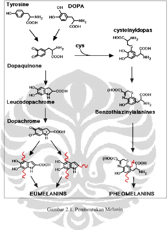 Gambar 2.1. Pembentukan Melanin 