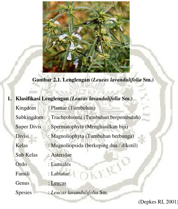 Gambar 2.1. Lenglengan (Leucas lavandulifolia Sm.) 