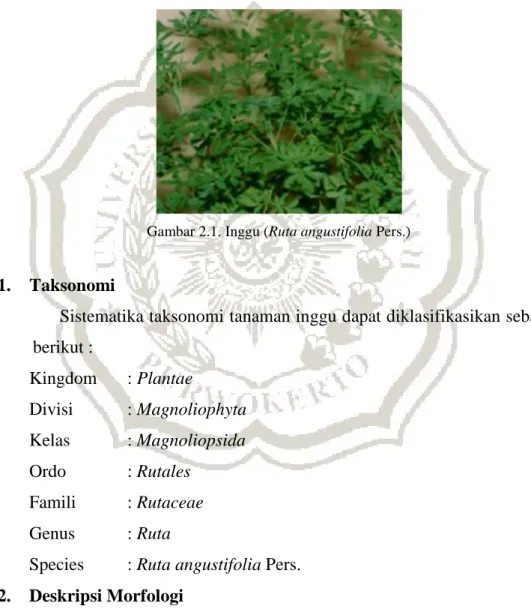 Gambar 2.1. Inggu (Ruta angustifolia Pers.) 