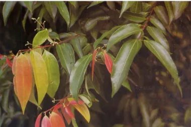 Gambar 2. Cinnamomum burmannii (Rismunandar &amp;Paimin, 2001) 