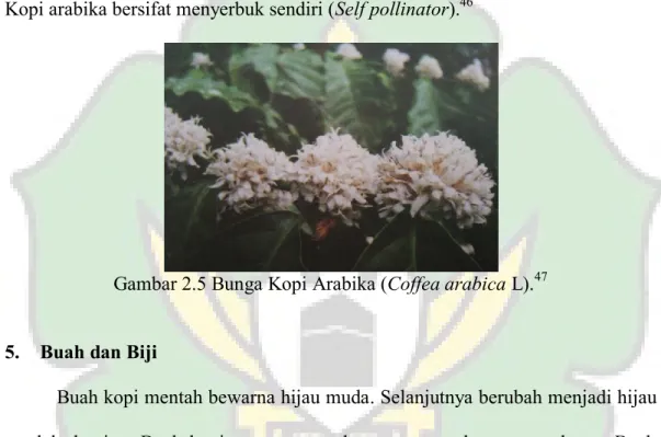 Gambar 2.5 Bunga Kopi Arabika (Coffea arabica L). 47