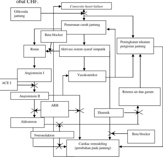 Gambar 3. Bagan tempat aksi obat-obat CHF