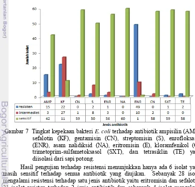 Gambar 7  Tingkat kepekaan bakteri  E. coli terhadap antibiotik ampisilin (AMP), 