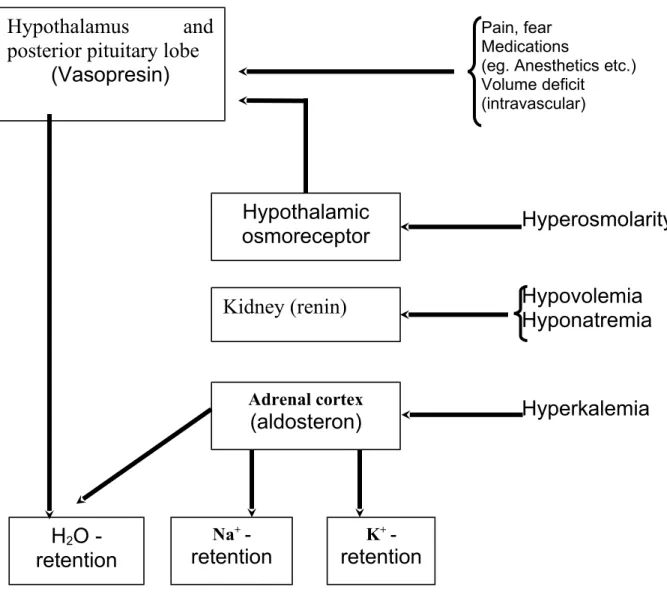 Fig. 1. Regulation in water -, Pottasium – and Sodium balance            (acc, to schullis, K., Beisbarth, H)
