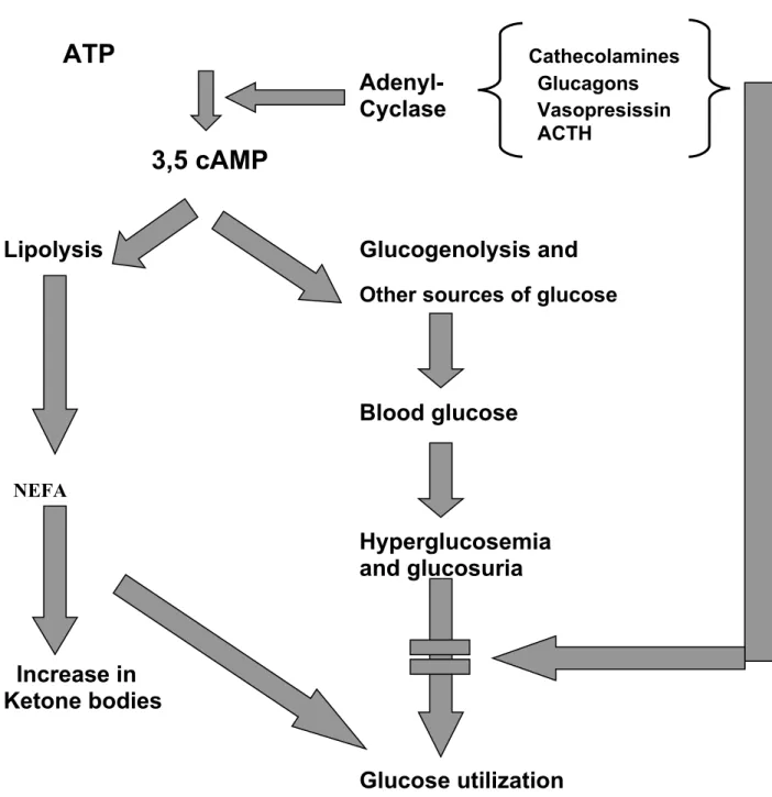 Fig. 3. The diabetic metabolis condition in post-stress metabolism                                     (acc, to schullis, K., Beisbarth, H)