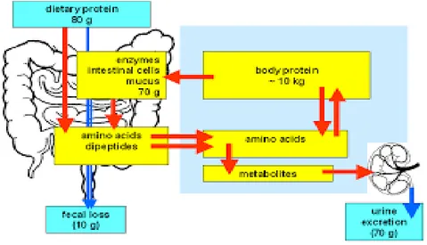 Gambar 2.1. Jalur Metabolisme Protein (Bender, 2006) 