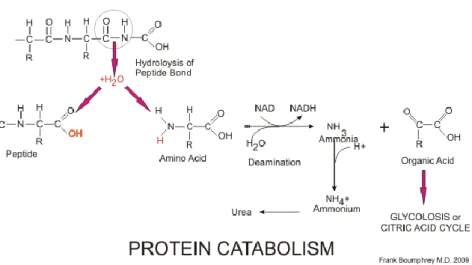 Gambar 2.4. Katabolisme Protein menjadi Nitrogen (Boumphrey, 2009) 