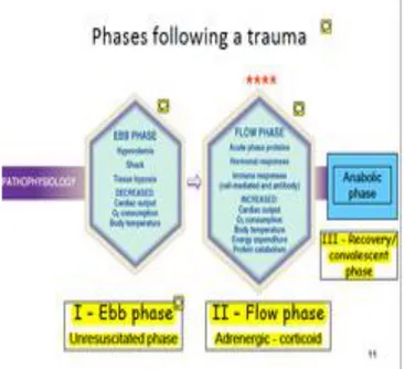 Gambar 2.6. Fase Metabolik Trauma (Pineda, 2015) 
