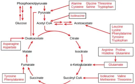 Gambar 2.2. Metabolisme Asam Amino (Anonim, 2015) 