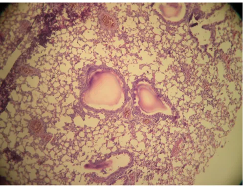 Gambar 2.  Histopatologis Paru-Paru (setelah perlakuan) perbesaran 100x
