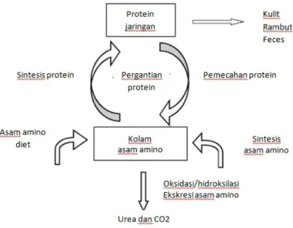 Gambar 2.2. Metabolisme protein dan asam amino 8 