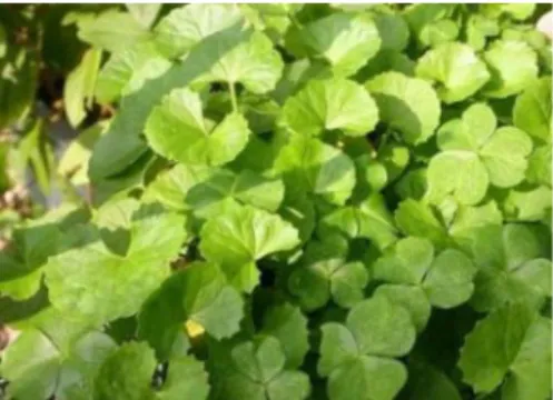 Gambar 1. Pegagan Centella asiatica