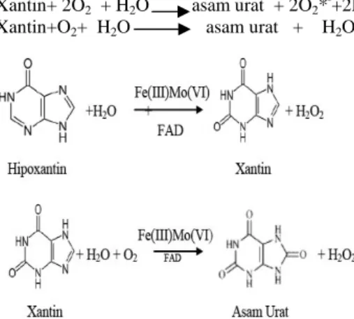 Gambar  3    Skema    reaksi  xantin  oksidase  yang  mengkonversi  hipoxantin  menjadi  xantin  dan  asam  urat  (Cos et al