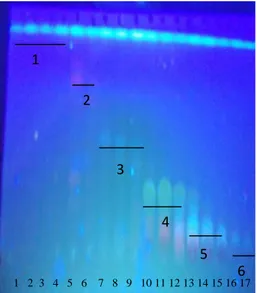 Gambar 4. Contoh  kromatogram hasil KKT sub fraksi semipolar ekstrak etanol herba  meniran sub fraksi 1-17 dengan fase gerak n-heksan:etil asetat (3:1)), fase diam Silika  GF 254, jarak pengembangan 5 cm, dan pendeteksi UV 366  (profil lengkap pada lampira