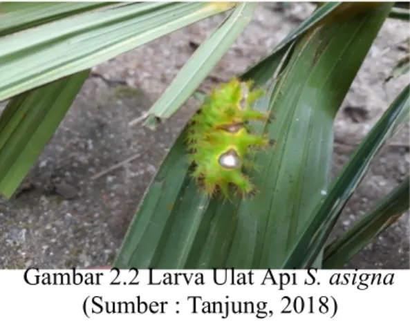 Gambar 2.2 Larva Ulat Api S. asigna (Sumber : Tanjung, 2018)