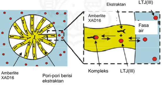 Gambar II.1.  Mekanisme adsorpsi ion-ion LTJ(III) dalam SIR (Babic  dkk., 2006) 