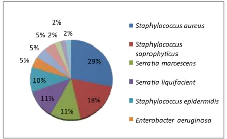Gambar 1. Hasil Identifikasi Bakteri 