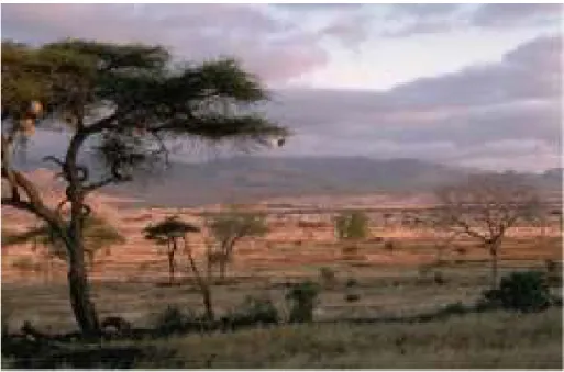gambar 10.savana afrika