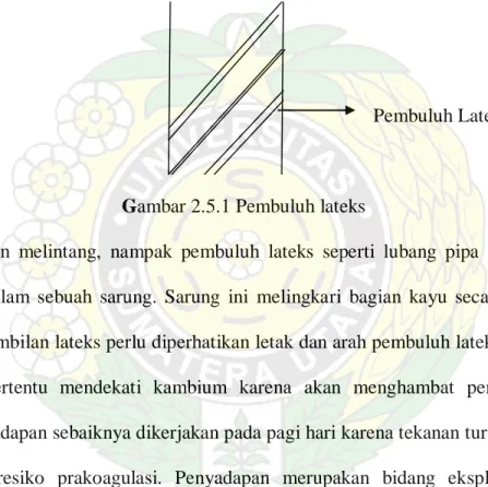Gambar 2.5.1 Pembuluh lateks 