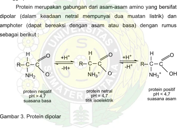 Gambar 3. Protein dipolar  