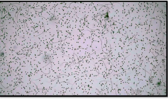 Gambar  4.7  Gambaran  persebaran  sperma  kelompok  kontrol  perbesaran 10x10.  
