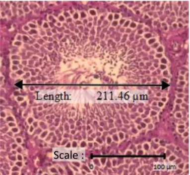 Gambar  4.2  Gambaran  histologi  tubulus  seminiferus  tikus  putih  Rattus  norvegicus  kelompok  karbon  pewangi  dengan  pewarnaan  HE  dan perbesaran 10x10 