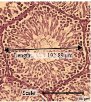 Gambar 4.4  Gambaran histologi tubulus seminiferus tikus putih  Rattus  norvegicus kelompok pewangi dengan pewarnaan HE dan  perbesaran 10x10 