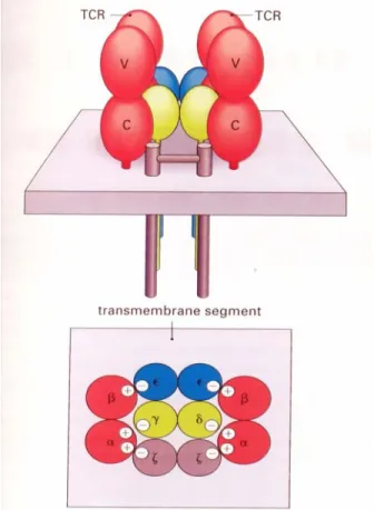 Gambar 2. Struktur TCR  Molekul MHC b