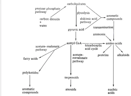 Gambar 1 Biosintesis metabolit sekunder tanaman (Vickery dan Vickery  1981) 