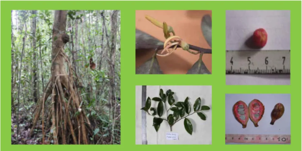 Gambar 1. Identifikasi pohon hutan dilihat dari ciri-ciri daun, biji,  buah dan akar