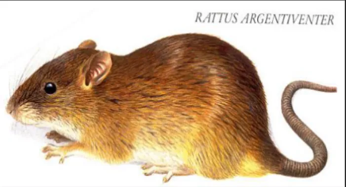 Gambar 1. Tikus (Rattus argentiventer) (Anonim, 2010) 