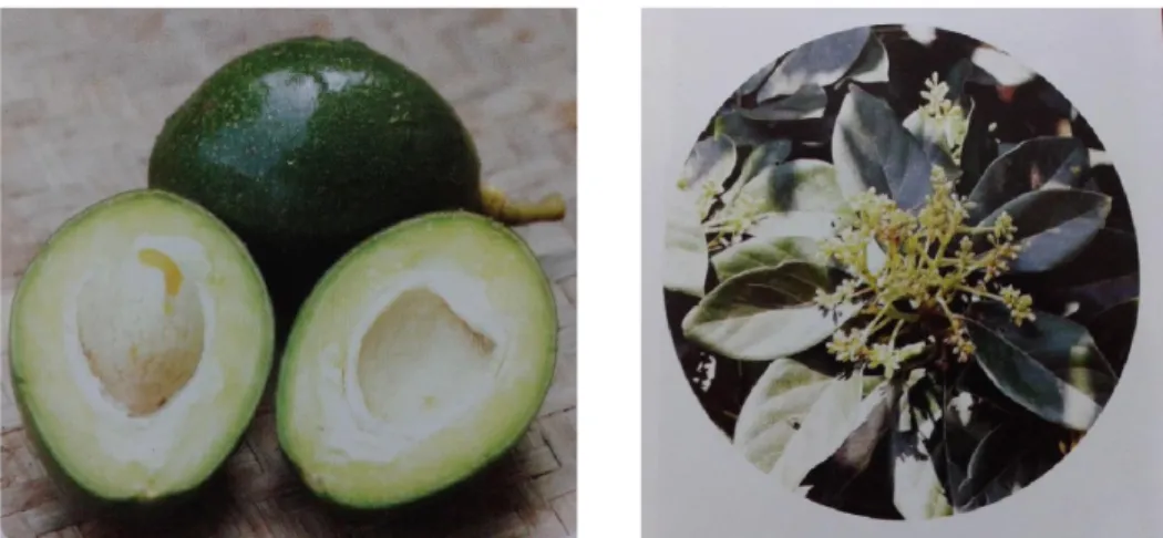 Gambar 1. Alpukat (Persea Americana Mill): (a) daging dan biji buah; (b) bunga  dan daun (Anonim, 2008) 