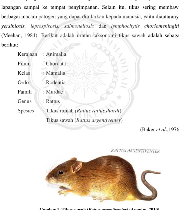 Gambar 1. Tikus sawah (Rattus argentiventer) (Anonim, 2010) 