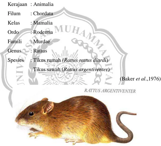 Gambar 1. Tikus sawah (Rattus argentiventer) (Anonim, 2010) 