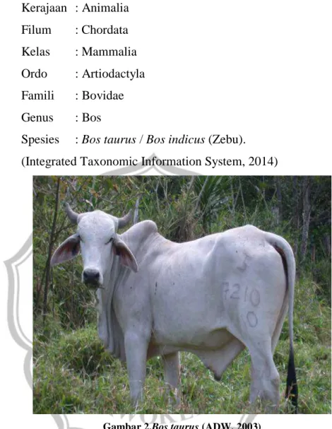 Gambar 2.Bos taurus (ADW, 2003) 