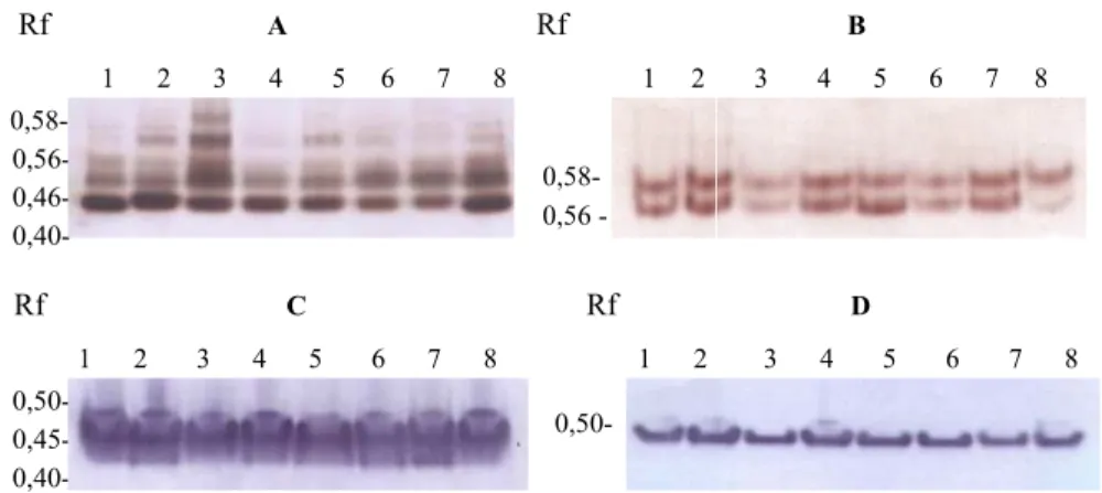 Gambar 4.  Elektroforegram  isoenzim  esterase  dan asam   fosfatase lateks batang atas klon, (A)BPM1, (B)BPM24,                     (C)RRIC100, dan (D)RRIC102 berkombinasi dengan  batang bawah, (1)BPM1, (2)BPM24, (3)RRIC100,                    (4)RRIC101,