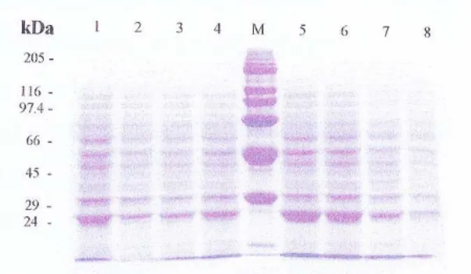 Gambar 1.  Elektroforegram protein lateks batang atas klon PB260 dikombinasikan dengan   batang bawah                       (1)PR255,  (2) BPM1, (3) PR300, (4)GT1, M: standar rotein,  (5)AVROS2037, (6)LCB1320,                       (7)BPM712, dan (8)GT1/GT