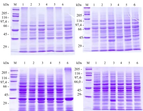 Figure 2. Electrophoregram protein latex of scion(A) BPM1, (B) BPM24, (C) RRIC100, (D) RRIC102                  clones combination with rootstock of bawah (1)BPM1, (2)BPM24, (3) RRIC100, (4) RRIC101,                  (5)RRIC 102, (6)RRIC110 and (M) Standar