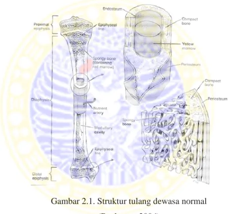 Gambar 2.1. Struktur tulang dewasa  normal (Rachman, 2006) 