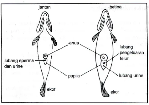 Gambar 2 : Perbedaan alat kelamin Nila jantan (kiri) dan Nila betina (kanan)  (Sumber : Suyanto, 1993: 12) 