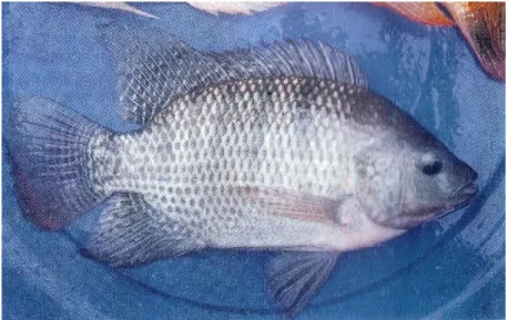 Gambar 3. Ikan Nila biasa (Sumber : Rukmana, 1997: 20)  b.  Nila GIFT 