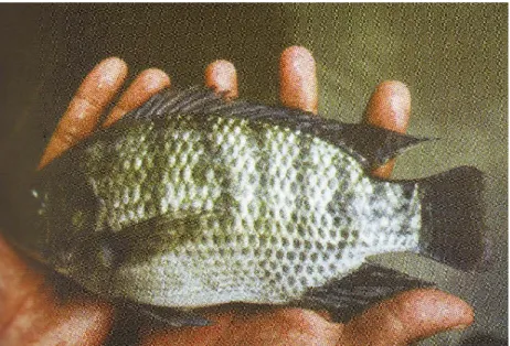 Gambar 4 . Ikan Nila GIFT (Sumber : Amri &amp; Khairuman, 2002: 25) 