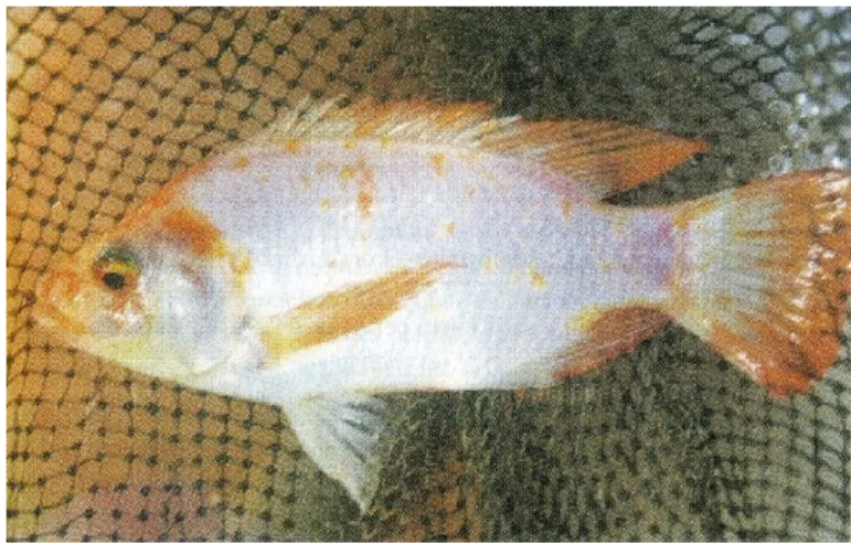Gambar 5. Ikan Nila Merah (Nirah) (Sumber Rukmana, 1997: 21) 