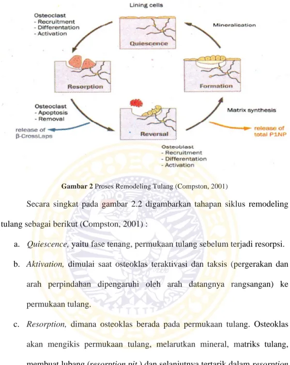 Gambar 2 Proses Remodeling Tulang (Compston, 2001) 