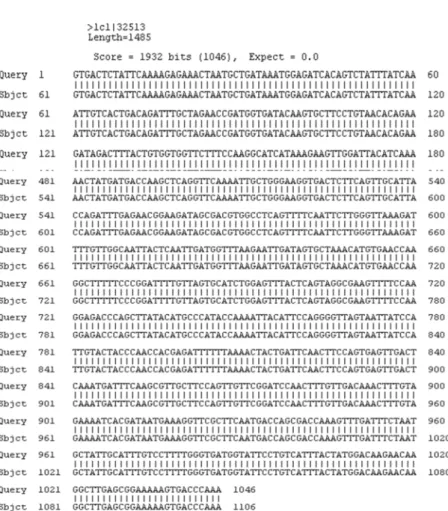 Gambar 3.4. Hasil homologi urutan nukleotida Sfamy dengan program BLAST.