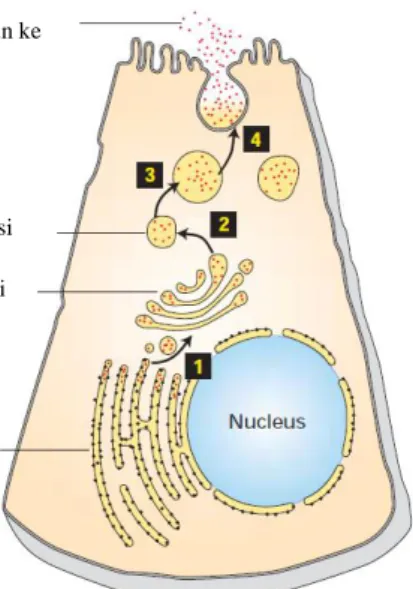 Gambar 2.1   Diagram jalur sekresi protein. Setelah protein disintesis oleh ribosom di RE kasar,  protein  yang  akan  disekresikan  dikemas  dalam  vesikel  dan  dikirim  ke  komples  Golgi  (1),  kemudian  protein  yang  siap  untuk  disekresikan  akan  