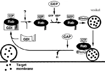 Gambar 2.2  Siklus aktivasi/inaktivasi dan translokasi protein Rab. Siklus ini mengatur protein  Rab dalam bentuk aktif-inaktif dan lokalisasinya pada membran-sitosol (Takai et  al., 2001)